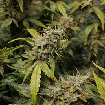 Auto Sweet Tooth Feminised Silver - Photo №3